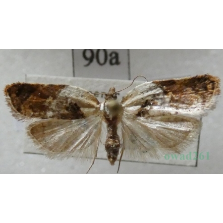 Acleris variegana (Denis & Schiffermüller, 1775) Czech90a